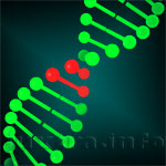 У больных синдромом Жильбера в нуклеотидной цепи молекулы ДНК обнаружены два лишних элемента — ТА. Такая вставка дополнительных нуклеотидов может повторяться несколько раз